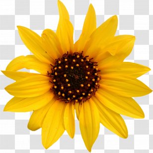 Sunflowers Common Daisy Stock Photography White - Floral Design - Sunflower Transparent PNG