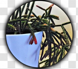 Insect Butterfly Pollinator 2M Wing - Schlumbergera Truncata Transparent PNG