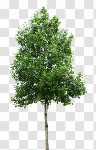 Small Trees Birch Deciduous Clip Art - Plant - Tree Transparent PNG