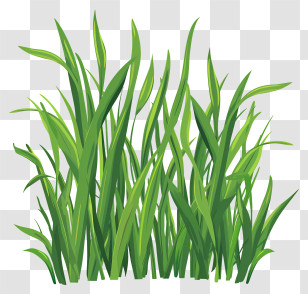 Spring Grass - Tall Green Grass Illustration Transparent PNG