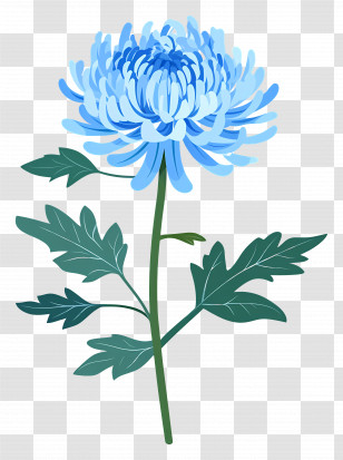 Blue Chrysanthemum - Blue Chrysanthemum Flower Illustration Transparent PNG