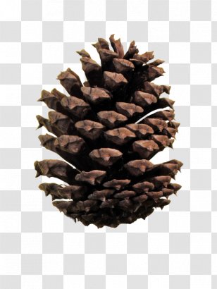 conifer cone ponderosa pine image file formats conifers fibonacci number pineconehd transparent png pnghut