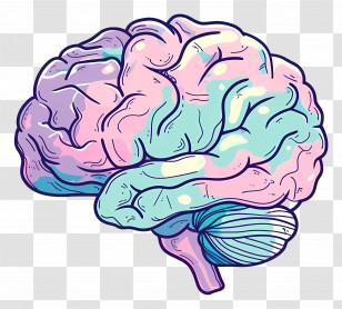 Cartoon Brain - Colorful Brain Illustration For Creativity And Knowledge Transparent PNG