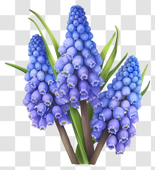 Cartoon Grape Hyacinth - Purple Hyacinth Flowers Illustration Transparent PNG
