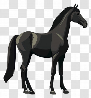 Horse - Illustration Of A Black Horse Transparent PNG
