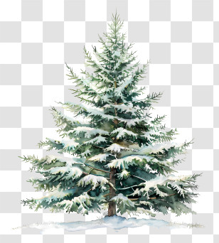 Fir Tree - Snow-Covered Pine Tree Transparent PNG