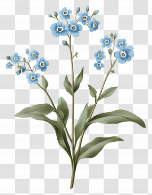 Forget Me Nots Flowers - Blue Forget-Me-Not Flower Illustration Transparent PNG