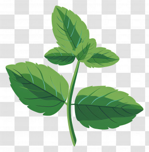 Leaf Mint - Fresh Mint Leaves Illustration Transparent PNG