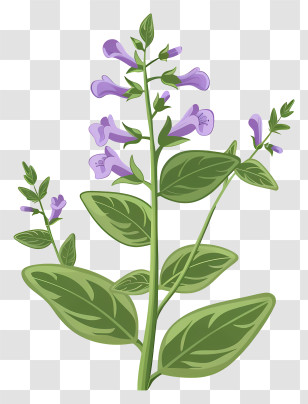 Herb Skullcap - Illustration Of A Purple Flowering Plant Transparent PNG