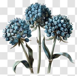 Allium Giganteum Flowers - Blue Flowers Bouquet Transparent PNG