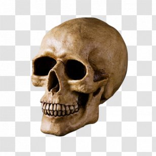 Skull U9ab7u9ac5 Bone Head Transparent PNG