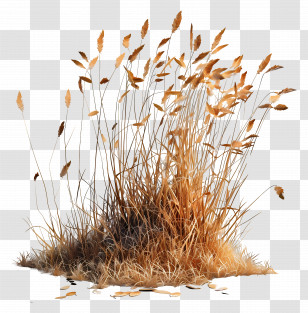 Grass Dry - Tall Brown Wheat In Nature Transparent PNG