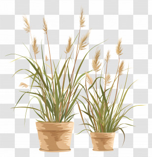 Potted Reeds - Potted Plants With Tall Grass Transparent PNG