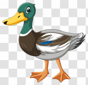 Cartoon Duck - Beautiful Mallard Duck Cartoon Transparent PNG