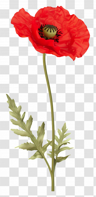 Red Poppy - Beautiful Red Poppy Flower Stem Illustration Transparent PNG