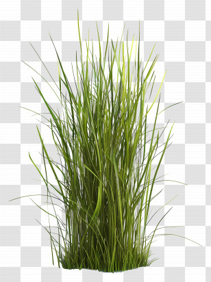 Grass Plant - Tall Green Grass Illustration Transparent PNG