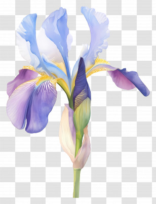 Iris Flower - Purple Iris Flower Botanical Illustration Transparent PNG
