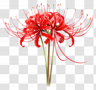 Spider Lily - Blooming Red Spider Lily Illustration Transparent PNG