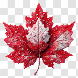 Canadian Maple Leaf - Red Maple Leaf With Water Droplets Transparent PNG