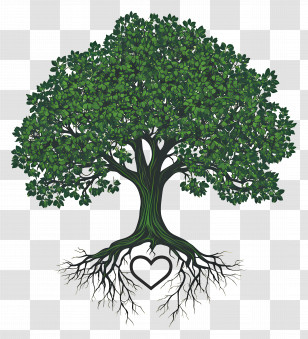 Oak Tree With Roots - Tree With Heart-Shaped Roots Transparent PNG