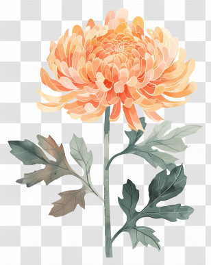 Chrysanthemum - Orange Chrysanthemum Watercolor Painting Transparent PNG