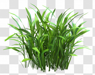 Grass Bush - Bright Green Grass For Spring Gardens Transparent PNG
