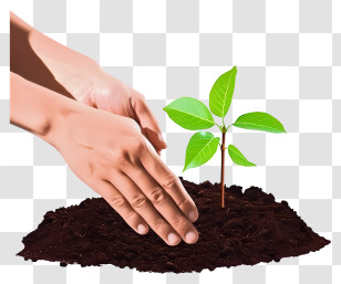 Hand Planting Tree - Sapling Planting For Sustainability Transparent PNG