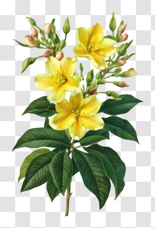 Cartoon - Yellow Flowers With Buds And Green Leaves Transparent PNG