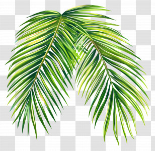 Tropical Leaf - Green Palm Leaves Illustration Transparent PNG