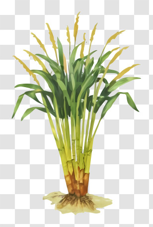 Cartoon - Green Rice Plant Transparent PNG