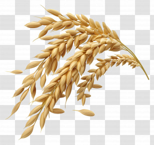 Rice Grains - Golden Wheat Ears Representing Agriculture Transparent PNG