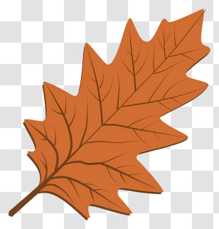 Oak Leaf - Brown Autumn Leaf Illustration Transparent PNG