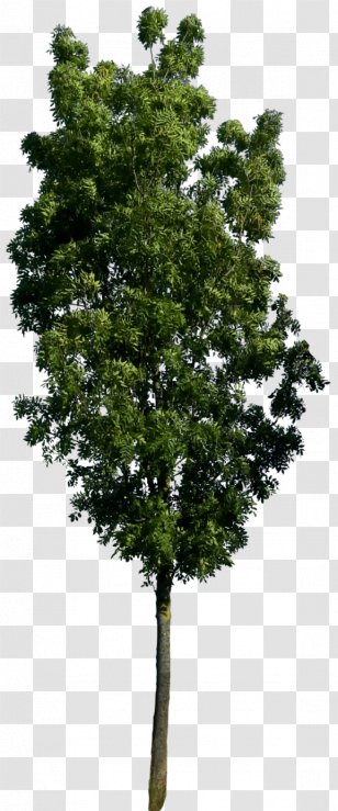 tree top view png images transparent tree top view images tree top view png images transparent