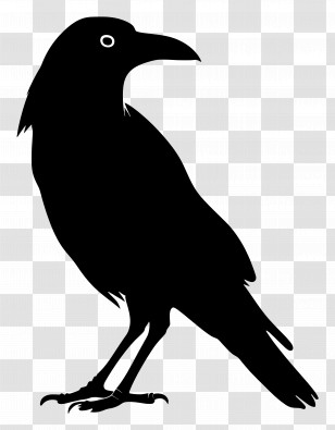 Crow Silhouette - Black Silhouette Of Crow Transparent PNG