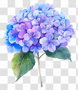 Little Hottie Hydrangea - Watercolor Blue And Purple Hydrangea Art Transparent PNG