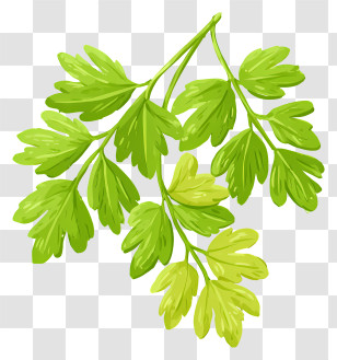 Fresh Parsley - Green Herb Leaves Illustration Transparent PNG