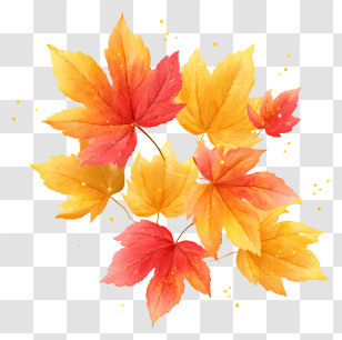 Golden And Red Maple Leaves - Colorful Autumn Maple Leaves Transparent PNG