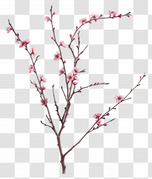 Pink Flowers - Cherry Blossom Branch With Pink Flowers Transparent PNG