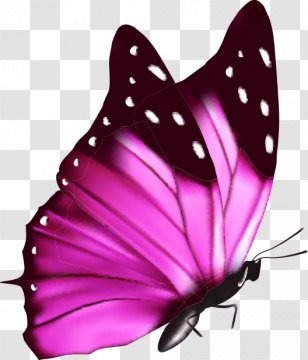Butterfly A Cor Da Borboleta - Color - Colorful Transparent PNG