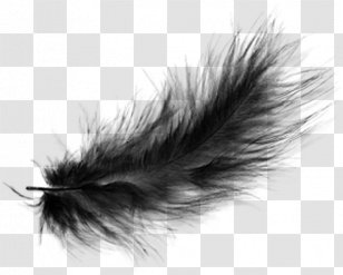 Black And White Feather - Color Transparent PNG