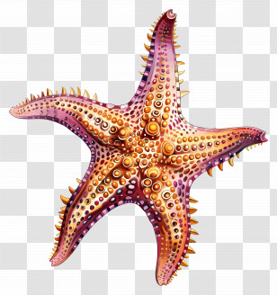 Starfish - Vivid Starfish Marine Illustration Transparent PNG