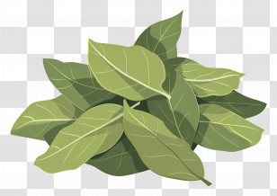 Bay Leaf - Fresh Green Bay Leaves Illustration For Culinary Use Transparent PNG