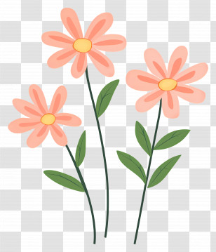 Pink Daisy Flowers - Pink Flowers With Delicate Stems Transparent PNG