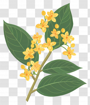 Osmanthus Flower - Yellow Blossoming Branch With Leafy Details Transparent PNG
