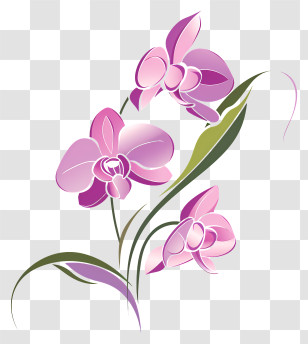 Orchid Day - Pink Orchid Flower Illustration Transparent PNG