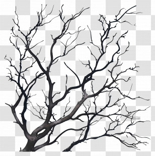 Bare Branches - Illustration Of Dead Tree Branches Transparent PNG