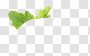 Spring Greens Herbalism Romaine Lettuce Leaf - Herbal Transparent PNG