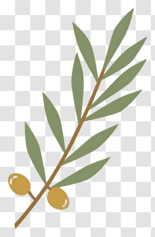 Olive Leaf - Olive Branch With Leaves Transparent PNG