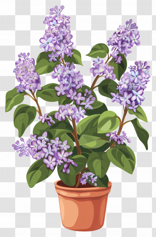 Lilac Flowers - Potted Lilac Flowers In Full Bloom Transparent PNG
