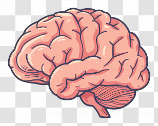 Human Brain Cartoon - Brain Cartoon Illustration For Education Concept Transparent PNG